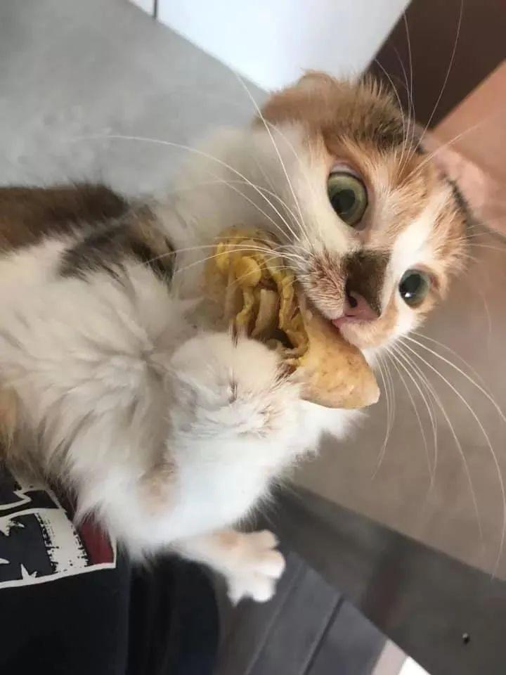 猫为了吃,能无耻到什么地步?