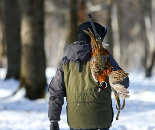 鸡西市迎来野生东北虎逃窜过程中咬伤村民如何应对虎袭人事件