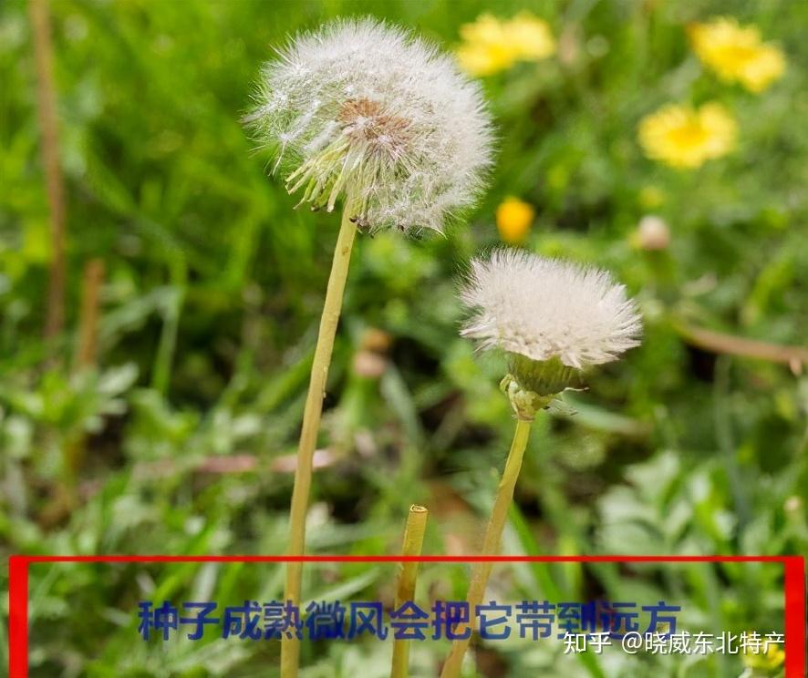 在我们东北林区蒲公英为什么都叫做婆婆丁有什么功效呢
