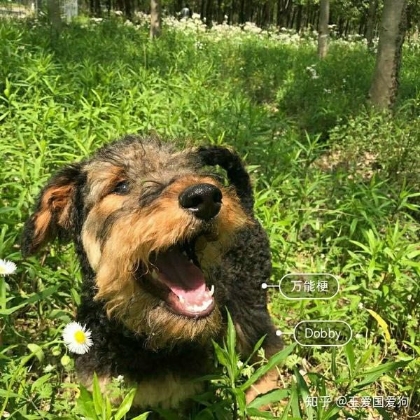 幼犬没打完疫苗怎么出门玩 狗狗社会化方法 知乎