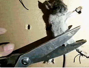 如何看待微博女权教唆犯罪,女权大v与各路女权纷纷转载的现象?