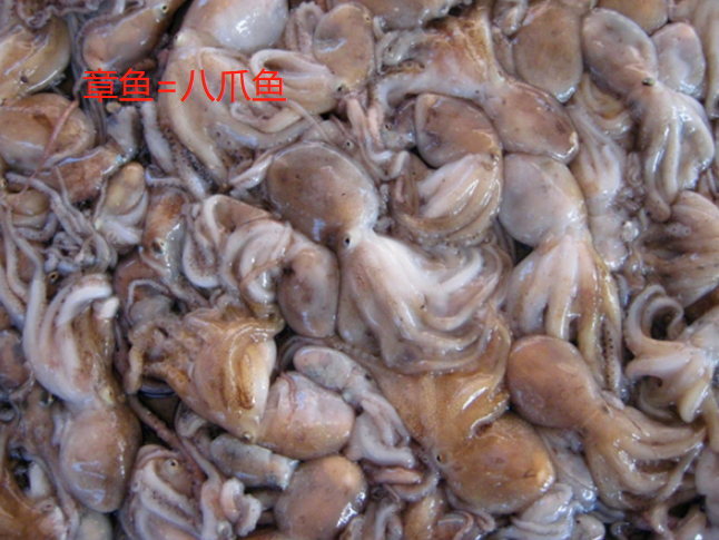 鱿鱼、章鱼、墨鱼、八爪鱼、乌贼傻傻分不清楚?一文教你记住它们(墨鱼章鱼鱿鱼八爪鱼乌贼的区别)