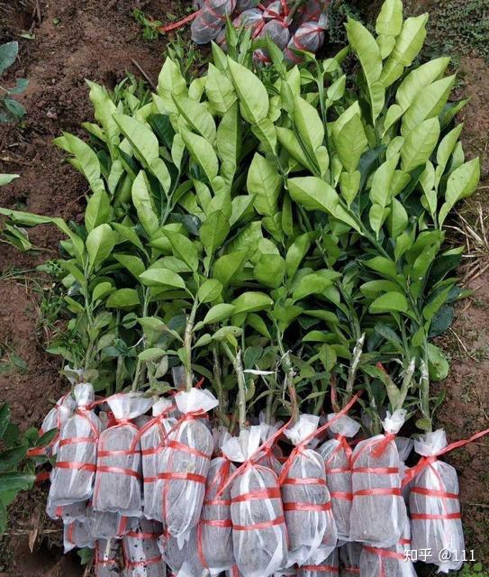 泰国红宝石青柚