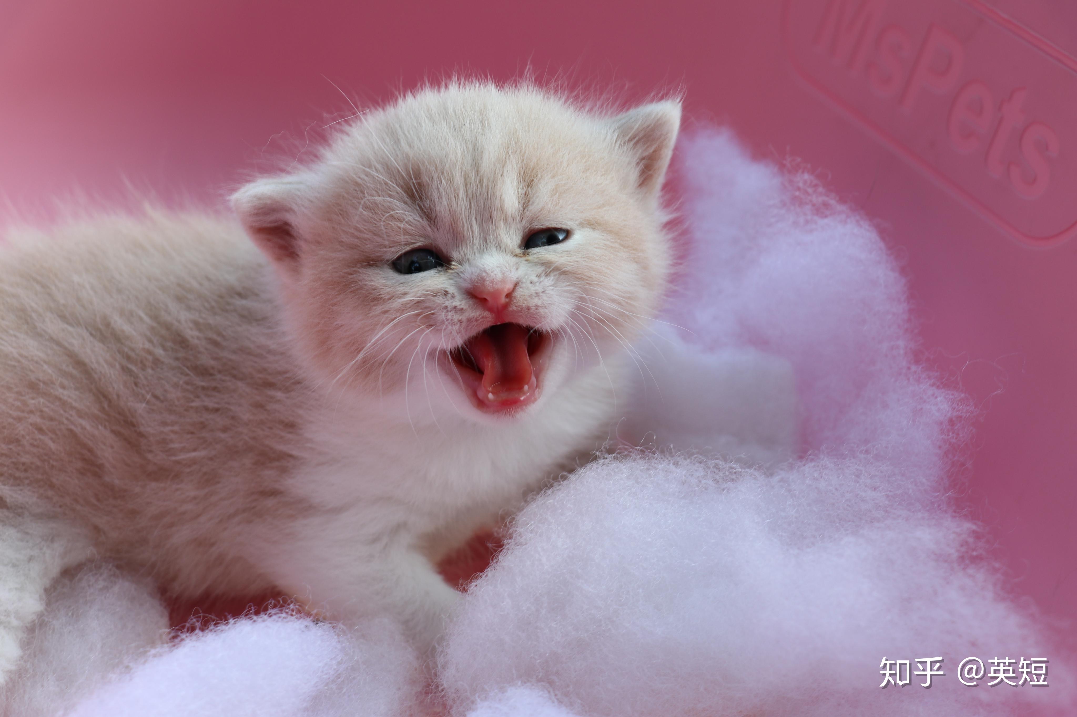 双血统英短01松子x小冰冰短毛猫蓝白配三花生的小猫照片