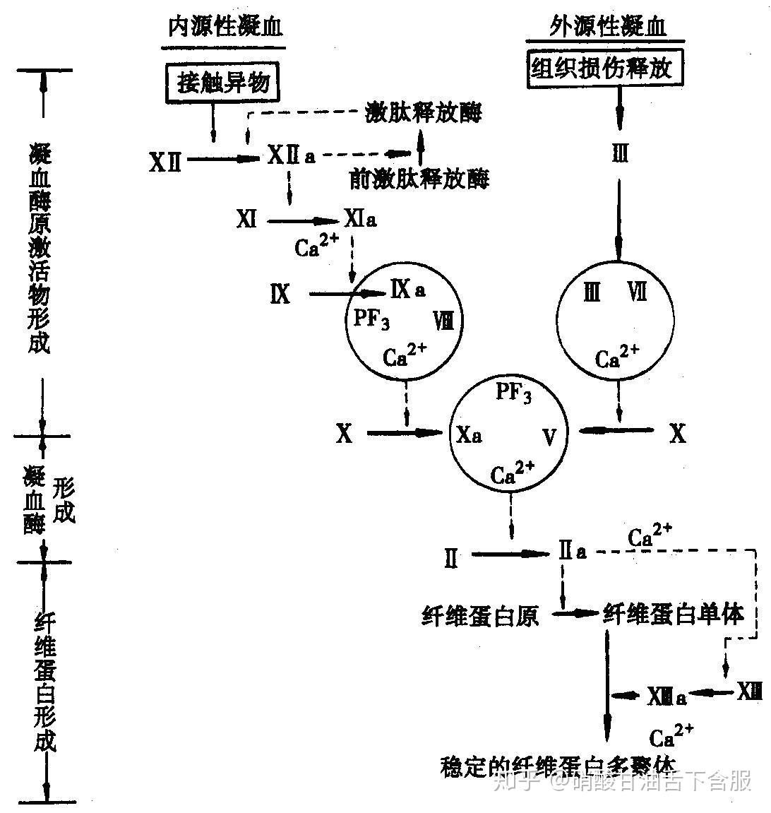 内源性凝血系统和外源性凝血系统有什么区别？