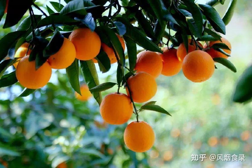 全国有多少种“橙子”?哪个品种最好吃?今天全读懂,来涨知识了 - 知乎