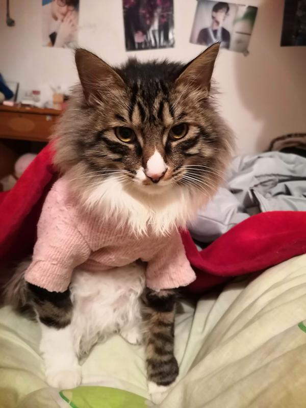 有人养长毛的狸花猫吗 真的长得像缅因猫吗