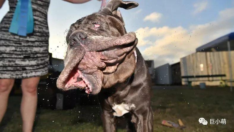 我是世界最丑狗狗却是黑手党的至爱