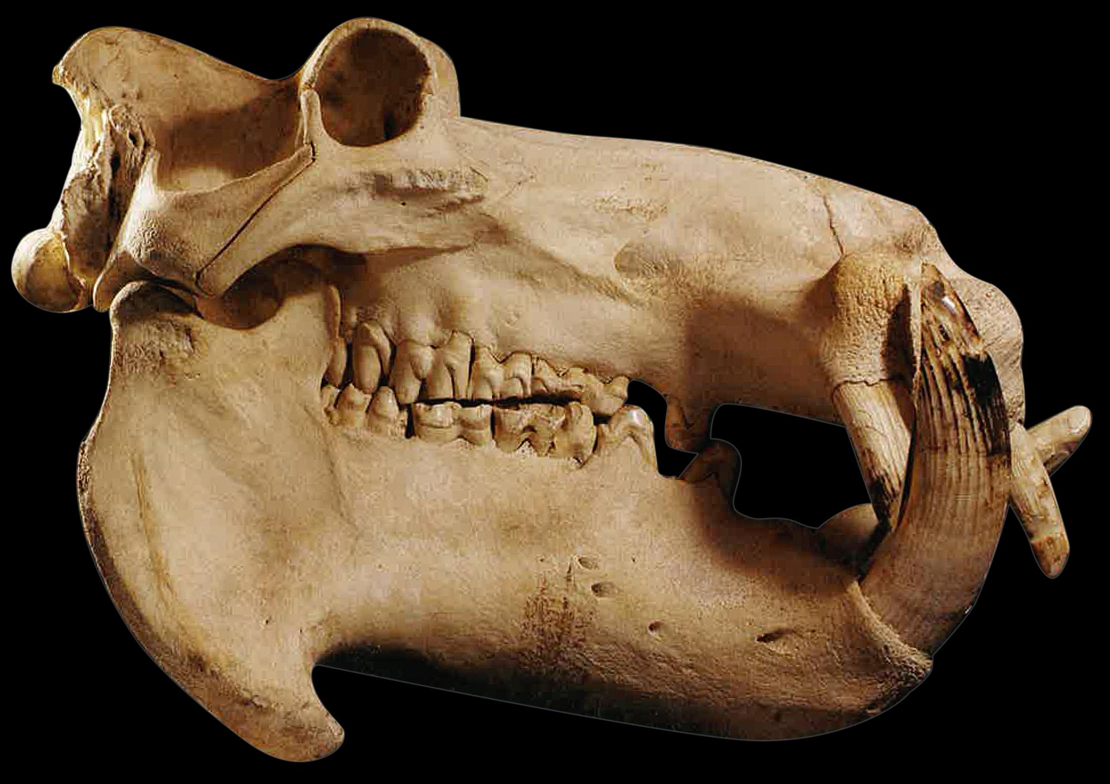 来看看神奇的动物脑壳长什么样