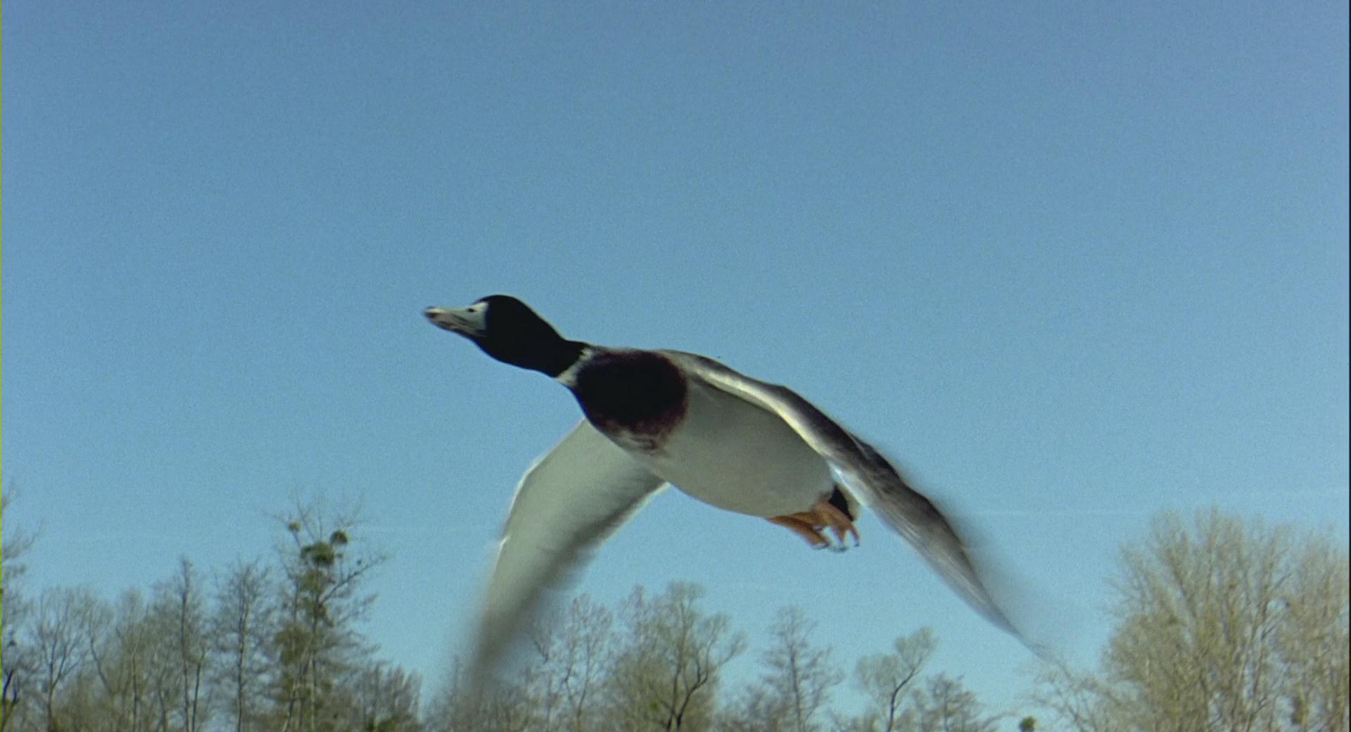 法国纪录片迁徙的鸟里面都有哪些鸟儿