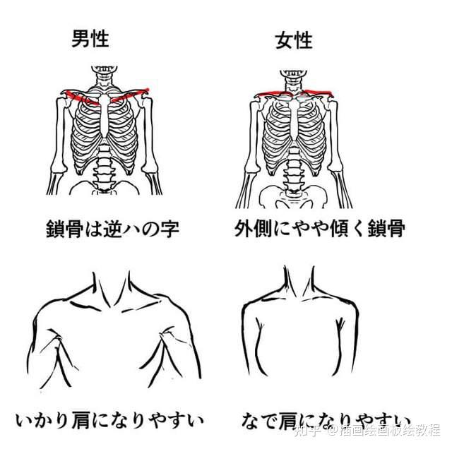 如何画男女1 肩宽