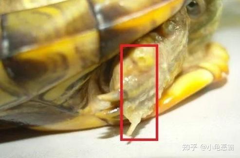 图示对比乌龟腐皮和疥疮的区别 - 知乎