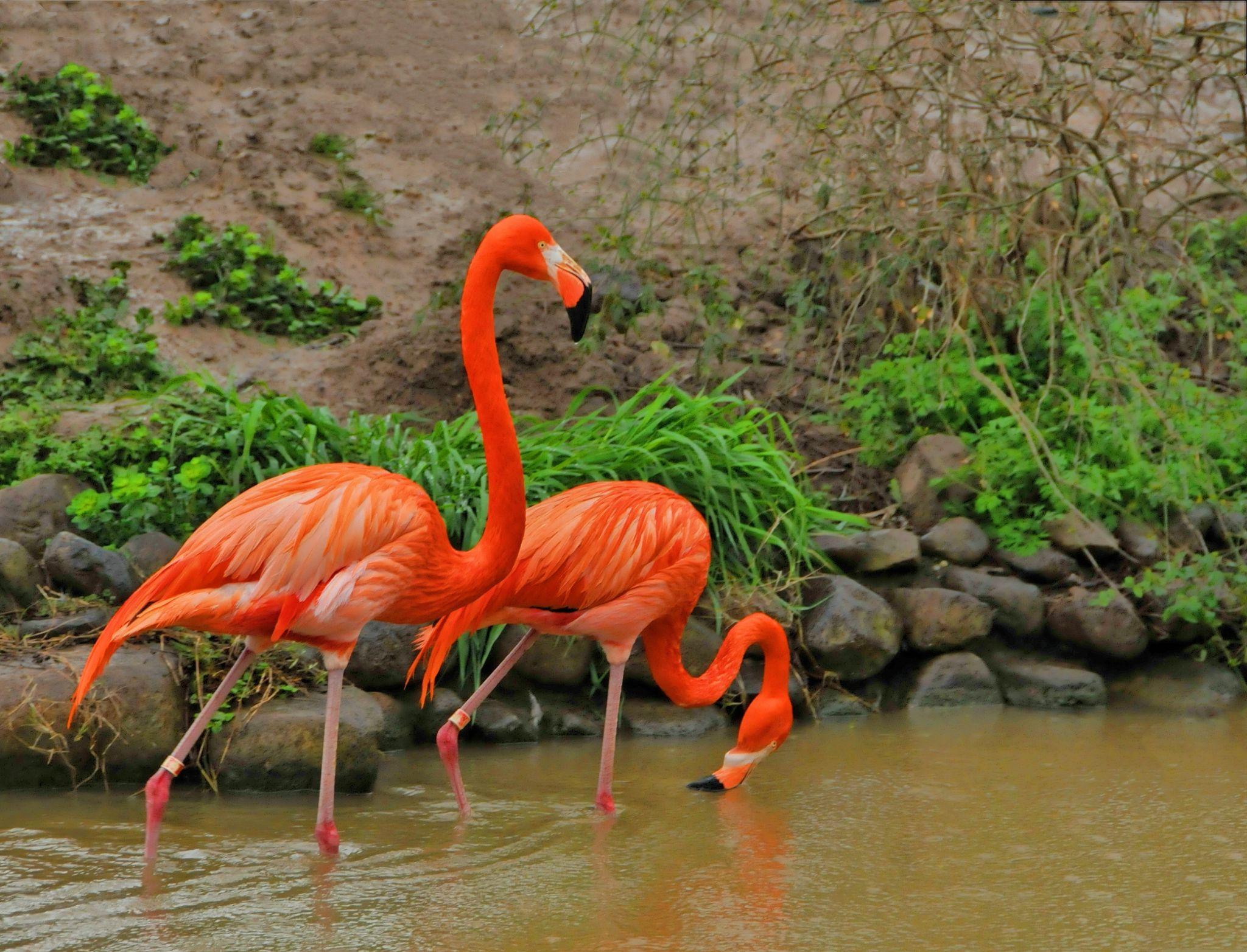 幸福的一对火烈鸟
