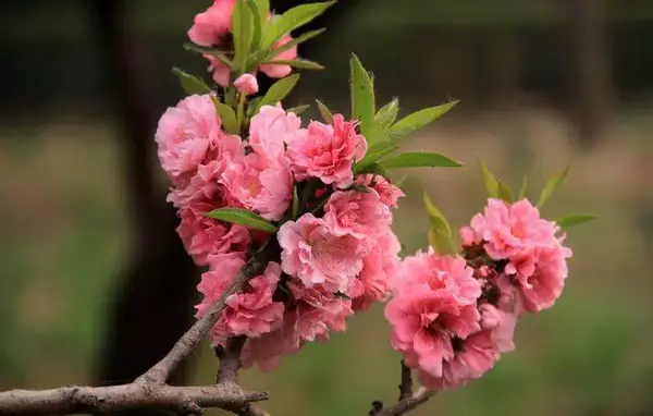 春日花鑑 梅花 桃花 杏花 李花 樱花 梨花 全网搜