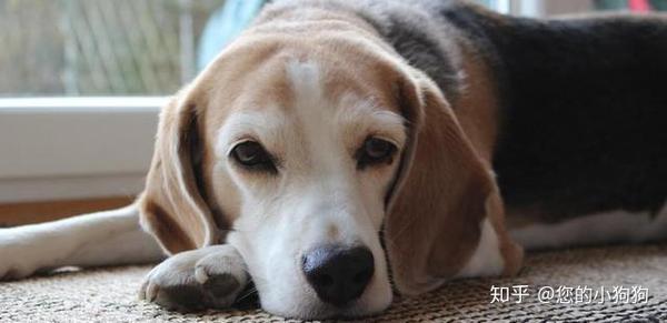 狗狗出现以下症状 就很大可能的心脏病了 知乎