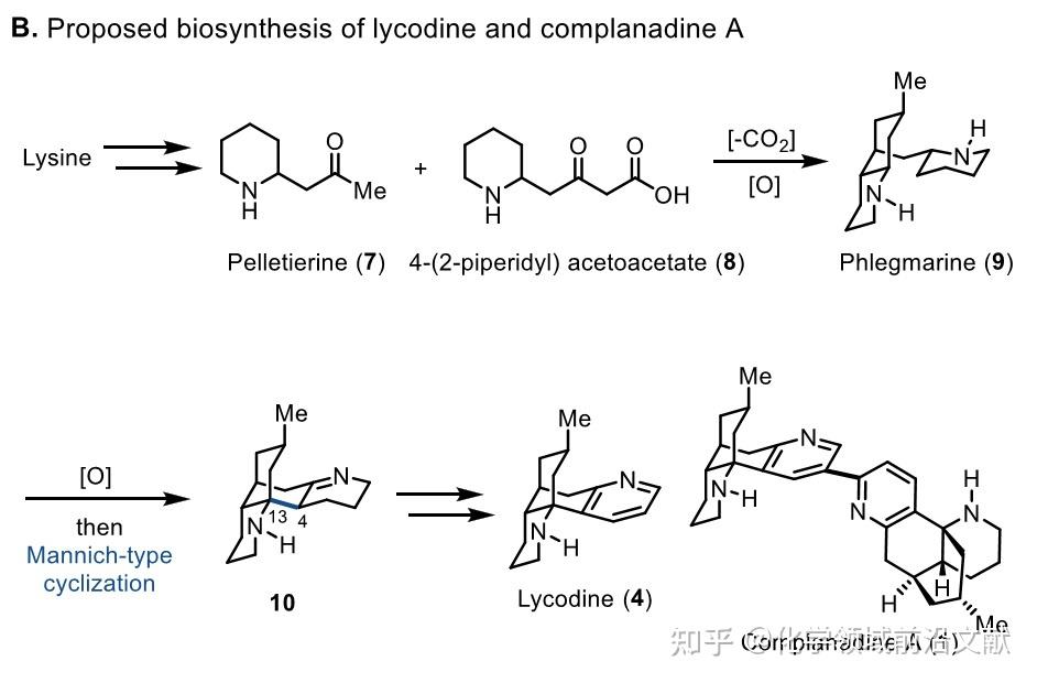 Lycodine 代明骥组JACS:吡咯转吡啶策略实现石松属吡啶类生物碱Lyconadin和Complanadine A的全合成 - 知乎
