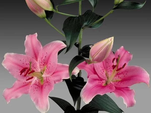 云裳仙子 百合的种类 知乎