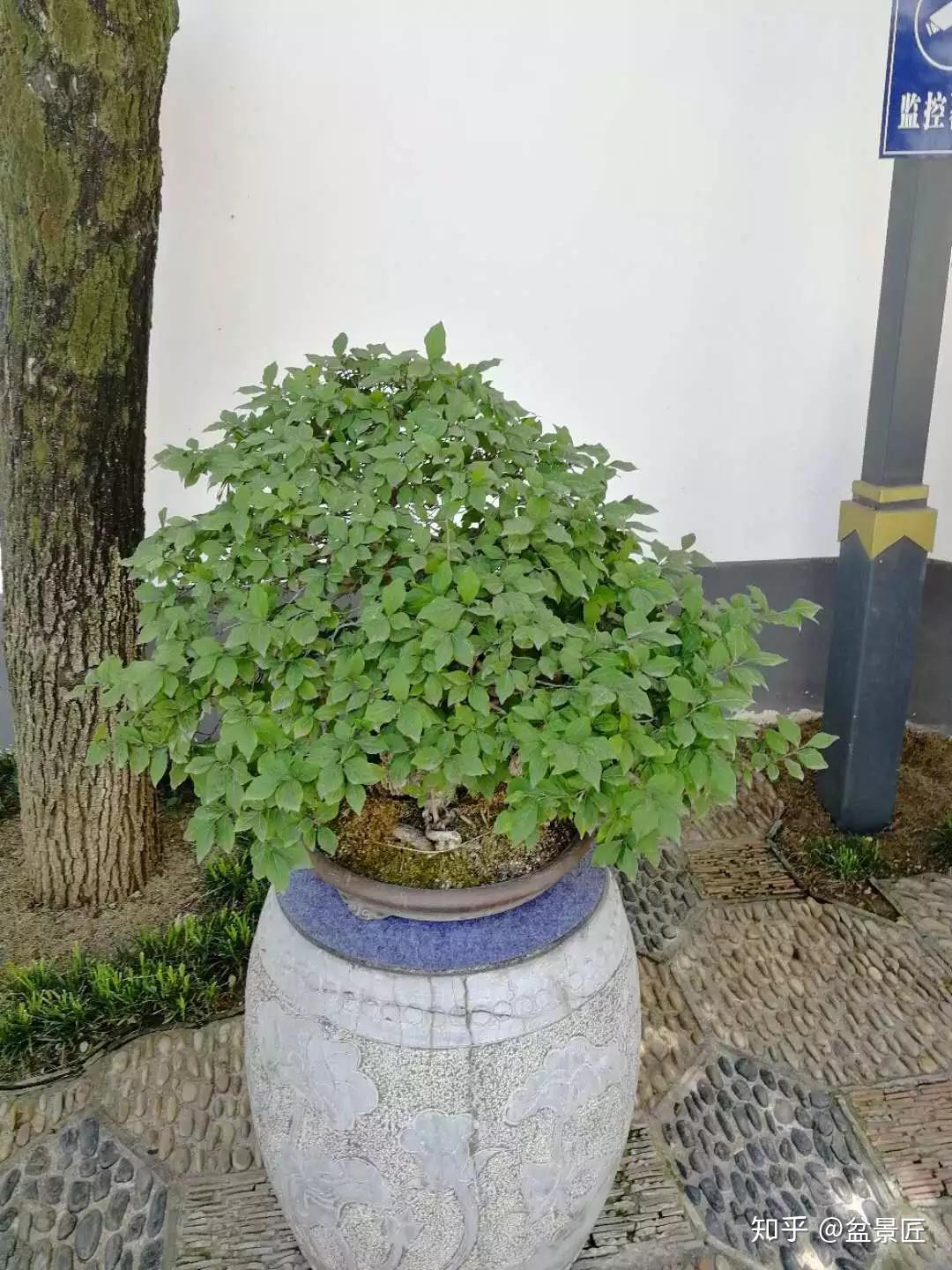 果叶比例等当花:小,色好,香味枝:萌发力强,易造型根:蟠曲,隆起,伏地