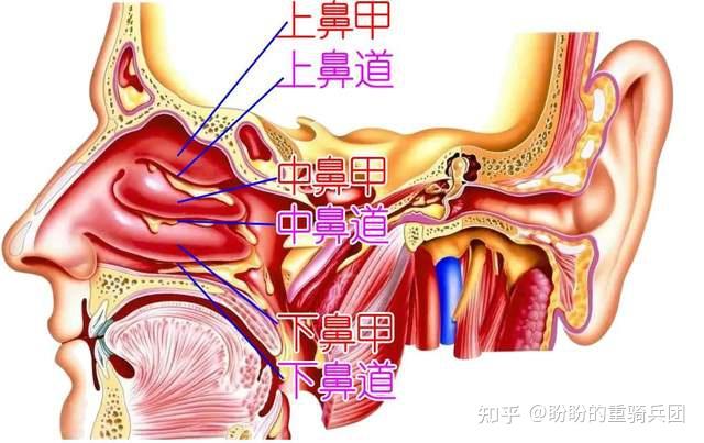 鼻拭子一插到底,我们的鼻子到底有多深