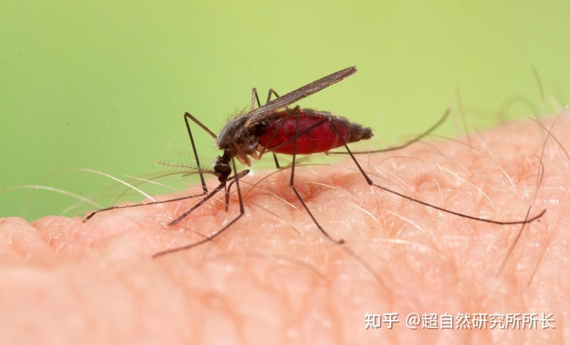 世界十大吸血生物,你不知道的动物真面目! - 知乎