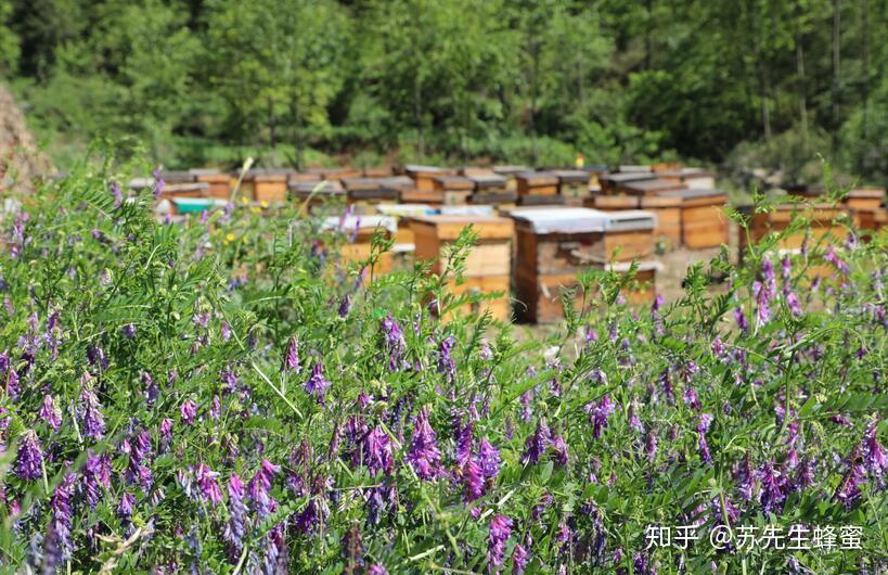 雲南高原蜜是指產自雲南高原地區的蜂蜜,蜜源地無汙染,蜜源植物和氣候