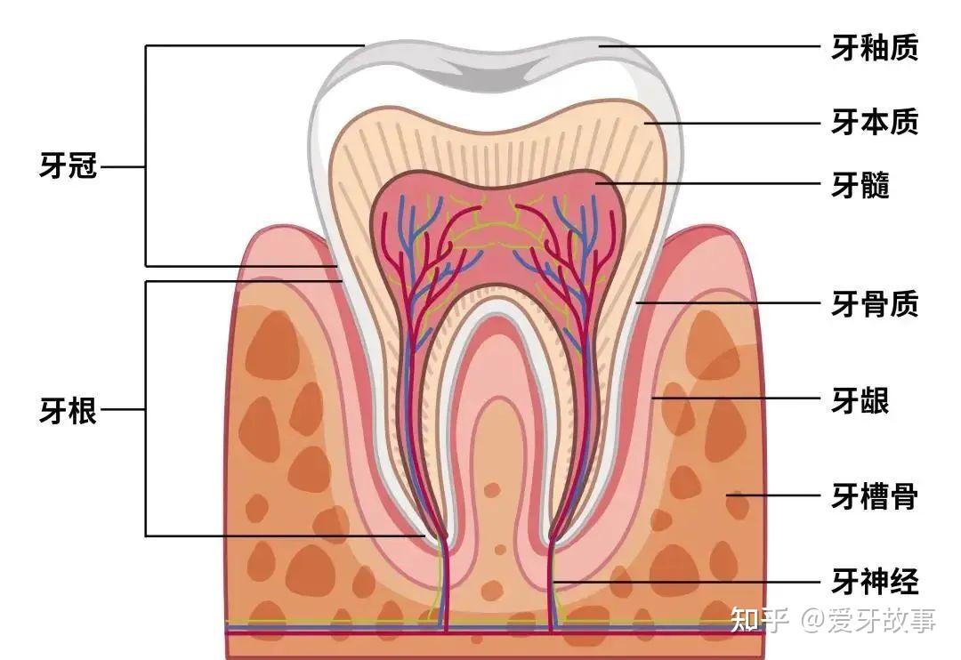 牙齿神经解剖图图片