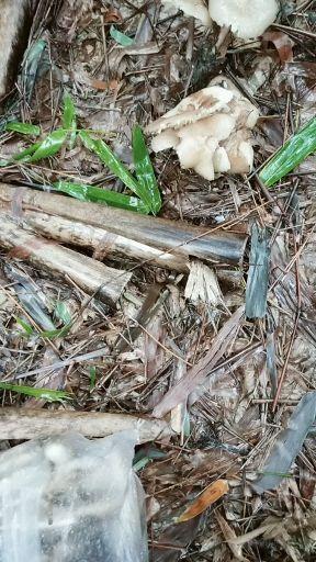 竹林里这种野生菌能吃吗?叫什么名字?