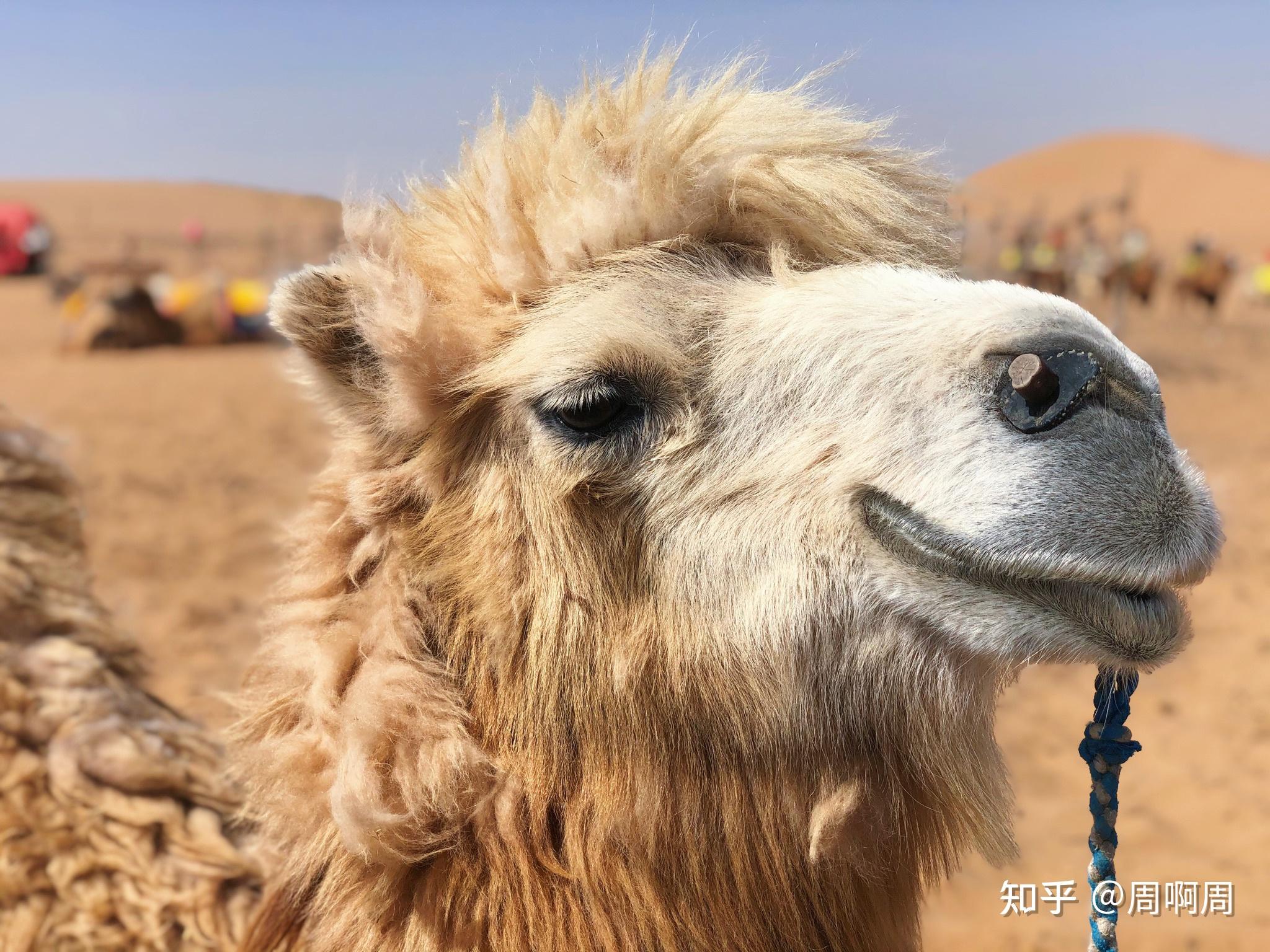 骑完我的小骆驼摸摸它的头,乖的不像话,心想我好像也不过是个肤浅又