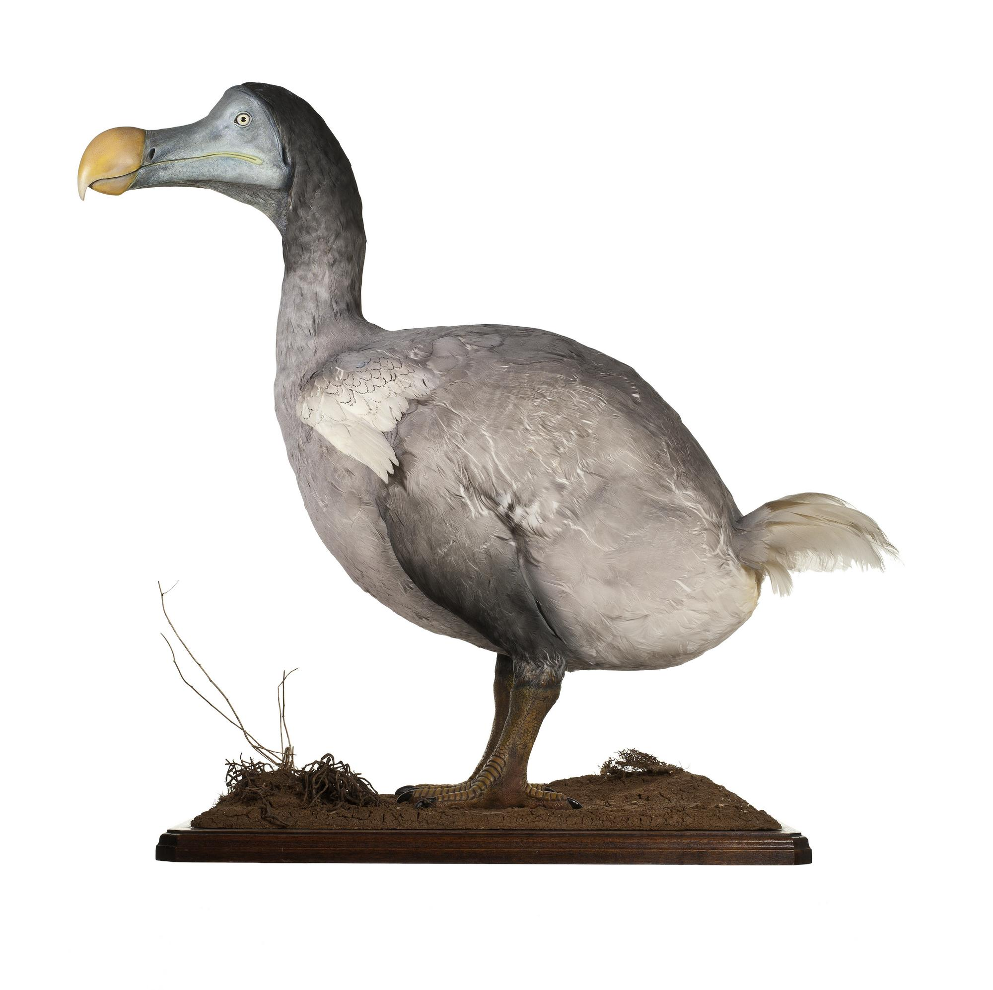 爱丁堡苏格兰国家博物馆基齐纳制作的渡渡鸟标本渡渡鸟的灭绝还为我们