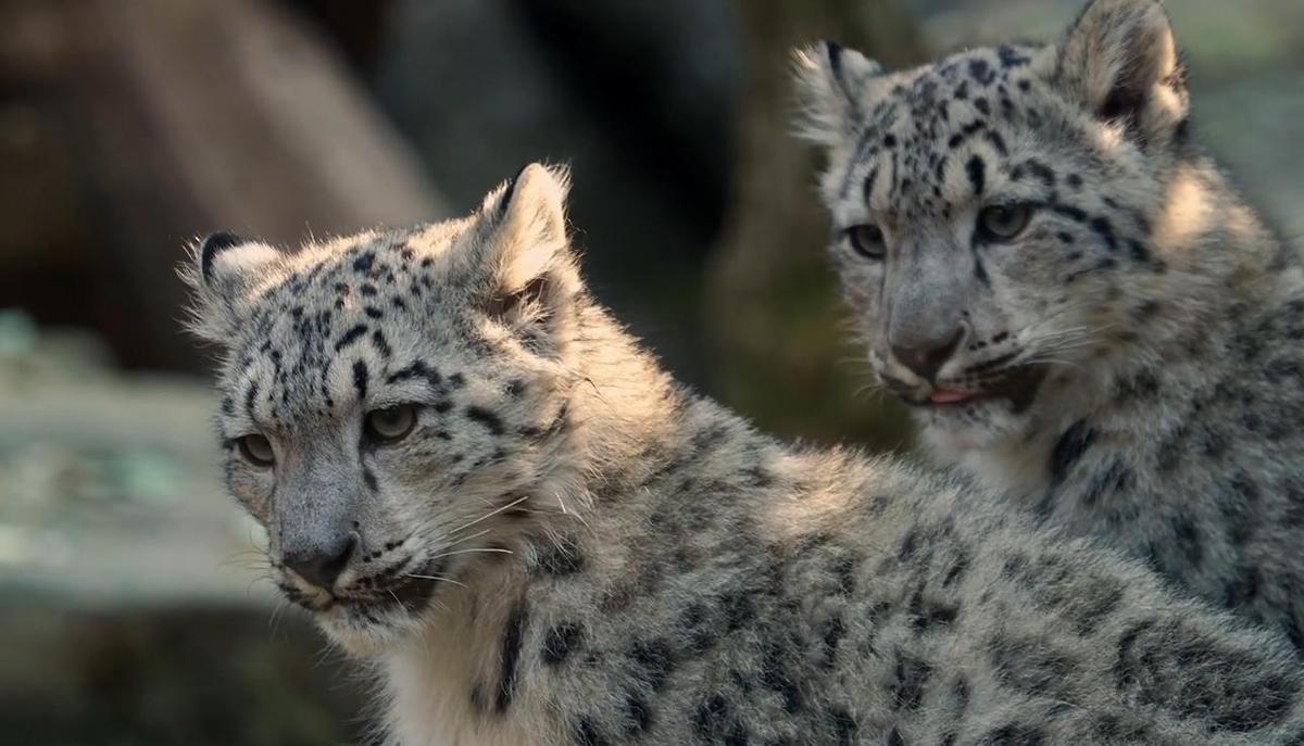西藏一雪豹闯入羊圈开启杀神模式一天之内咬死42只羊