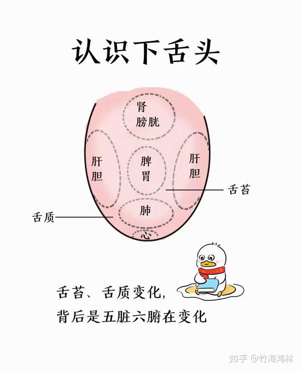 鸿林 ️语——养生篇【舌诊】 - 知乎