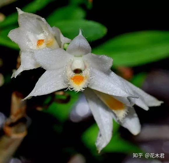 国家Ⅰ级濒危珍稀物种叉唇石斛的鉴赏与辨识