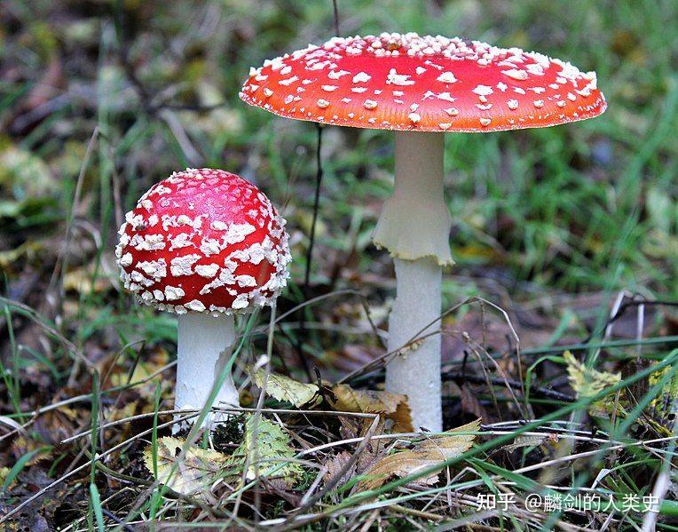 【地球生物全系列——从单细胞到人类】伞菌目—鹅膏菌科(上) - 知乎