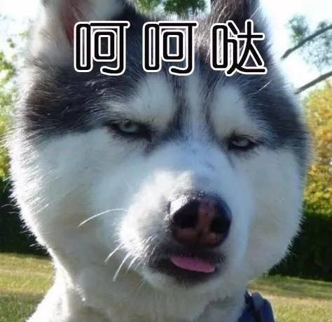 养狗千日，用狗一时！终于在下雪时派上用场了！ - 知乎