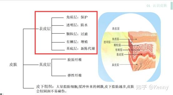 科普皮肤的基础知识？（你对你的皮肤了解多少） - 知乎