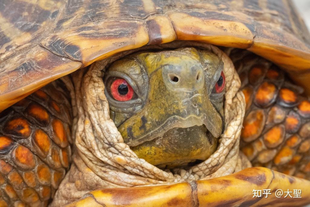 锦箱龟外型小巧花纹艳丽互动性强