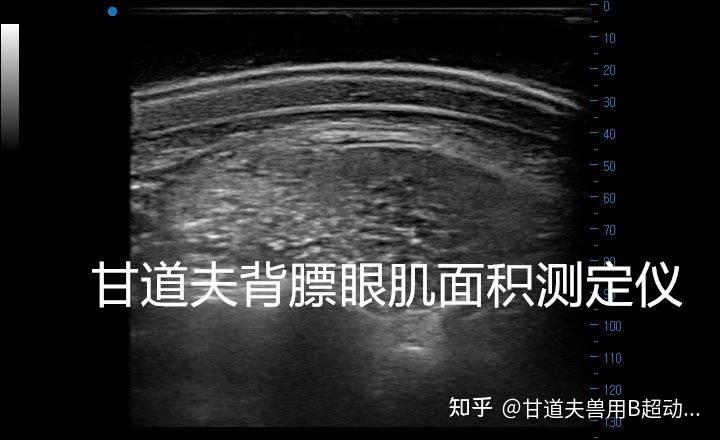 种猪背膘厚度眼肌面积怎么测量图像怎么分析猪用B超背膘仪实践操作 - 知乎