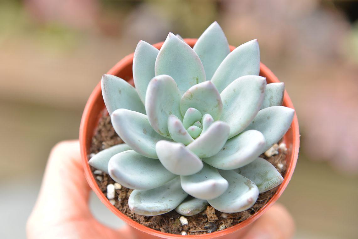 twentyone霜之朝景天科石莲花属