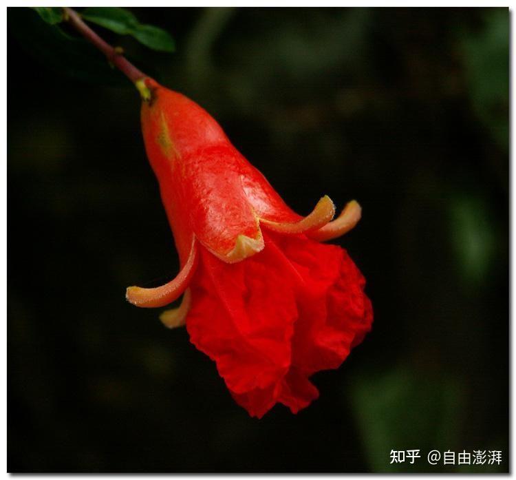 石榴花西安市市花