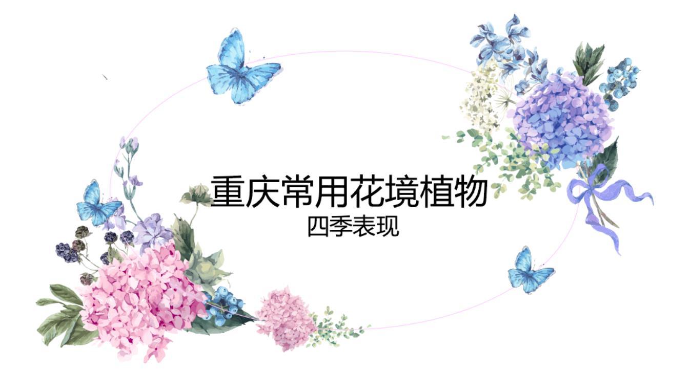 重庆市常用花境植物四季表现 知乎 重庆市常用花境植物四季表现 知乎