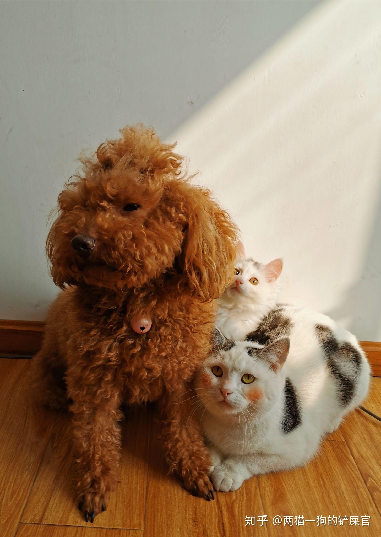 家里两只猫一只狗是什么体验 - 知乎