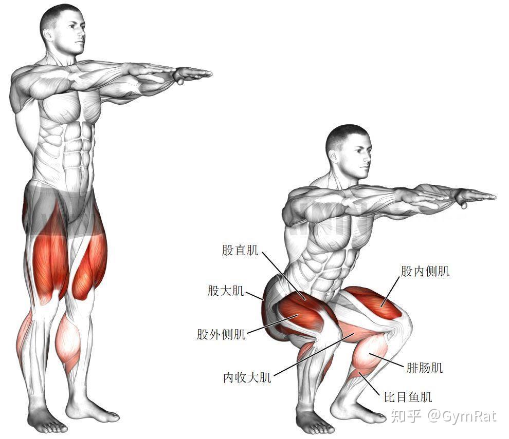 腿举 leg press坐姿腿屈伸 leg extension坐姿小腿提踵 machine