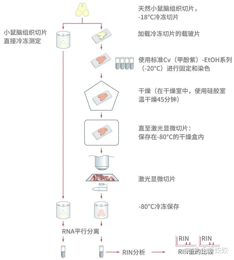 【激光显微切割小课堂】激光显微切割实现高质量的RNA提取 - 知乎