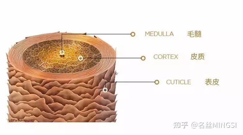 毛发原理:毛发的组成及对染发效果的影响 - 知乎