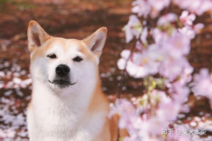 通過訓練培養,讓柴犬的性格變得穩定,懂事,也避免它長大後調皮.