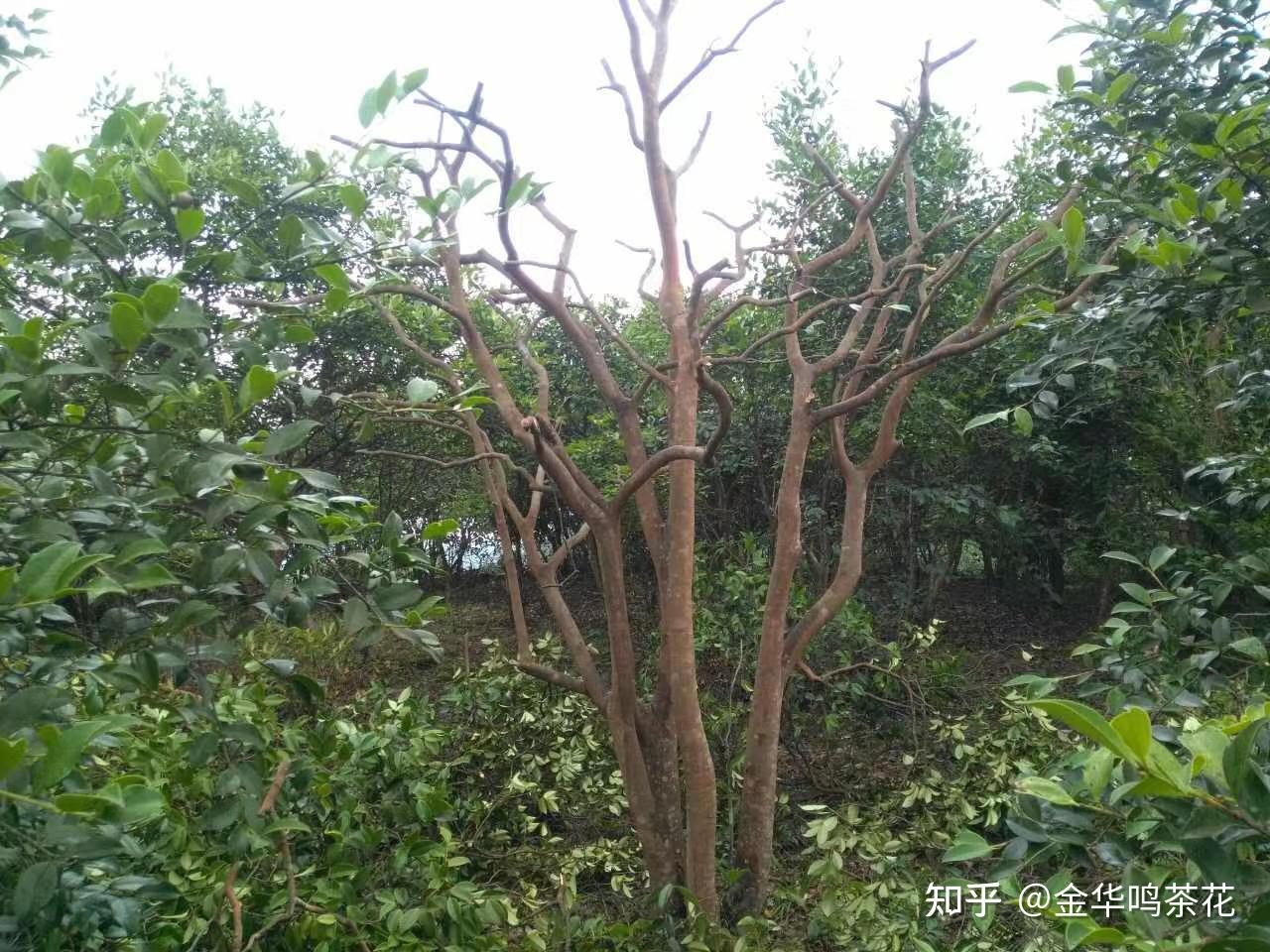 油茶树嫁接茶花茶梅各地