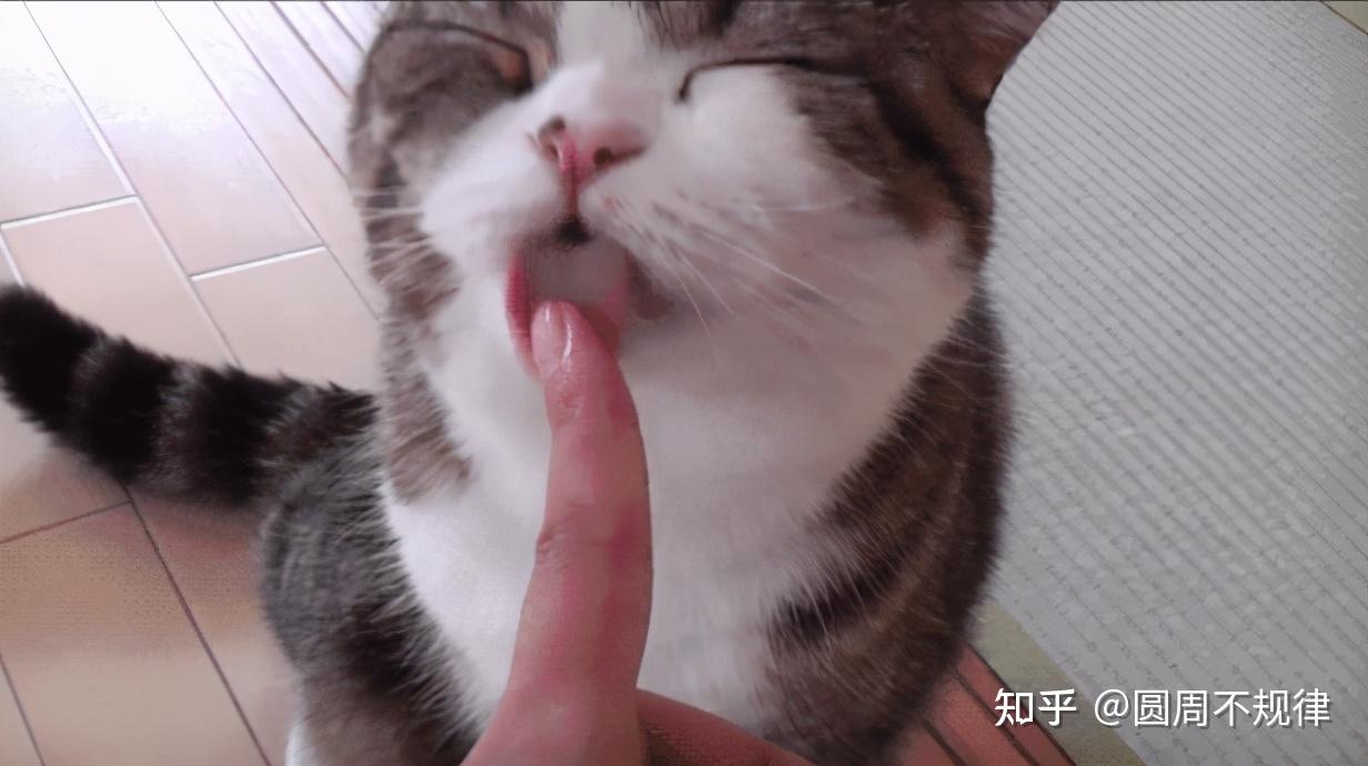 猫咪舔表情包图片