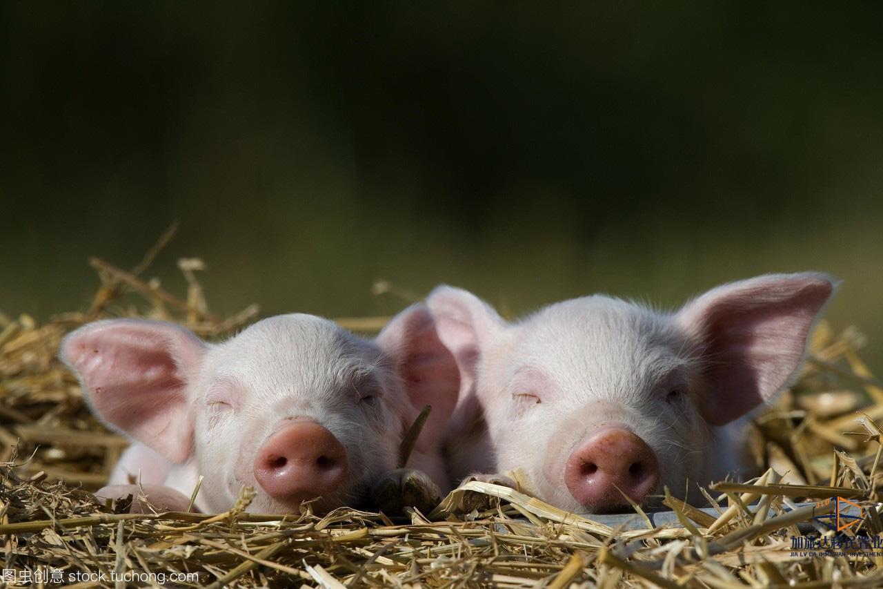 生活巡礼系列-猪权国家(德国)