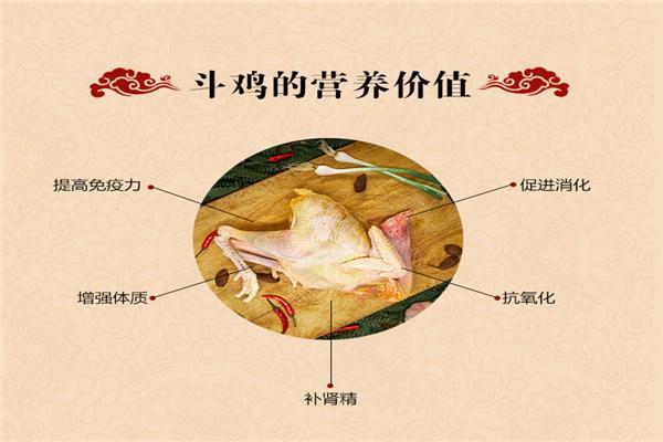 什么样的斗鸡才是好斗鸡上得了战场入得了厅堂
