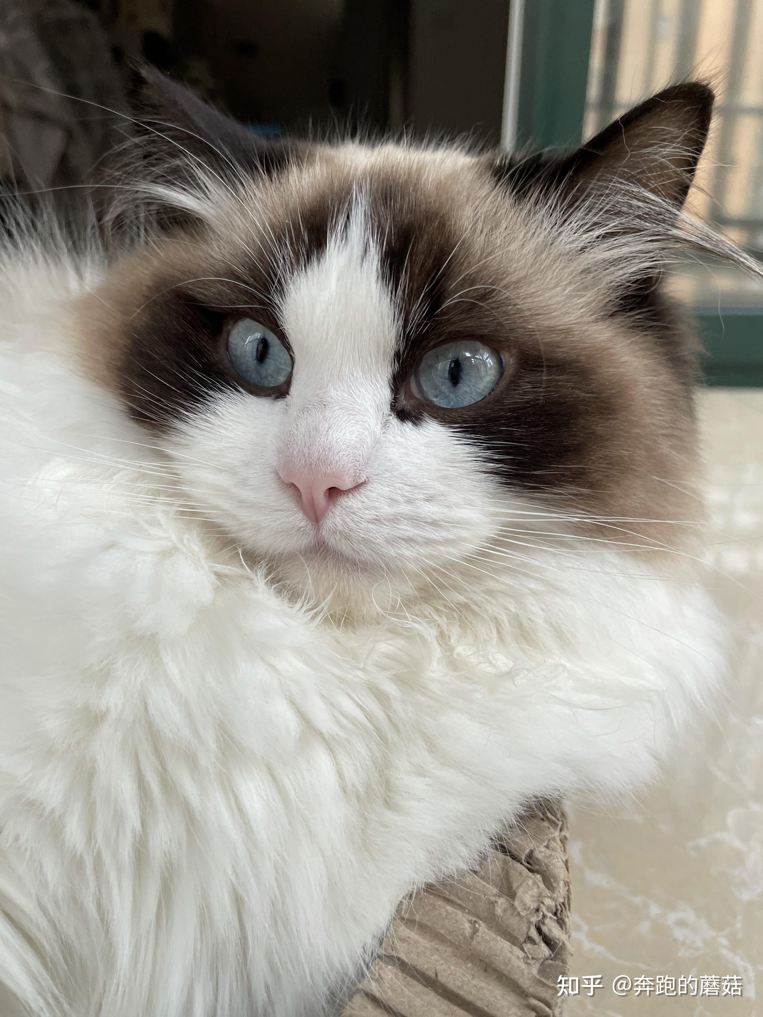 布偶猫照片 - 知乎